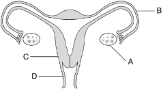 reproduction and development, human female reproductive system fig: lenv62015-examw_g5.png